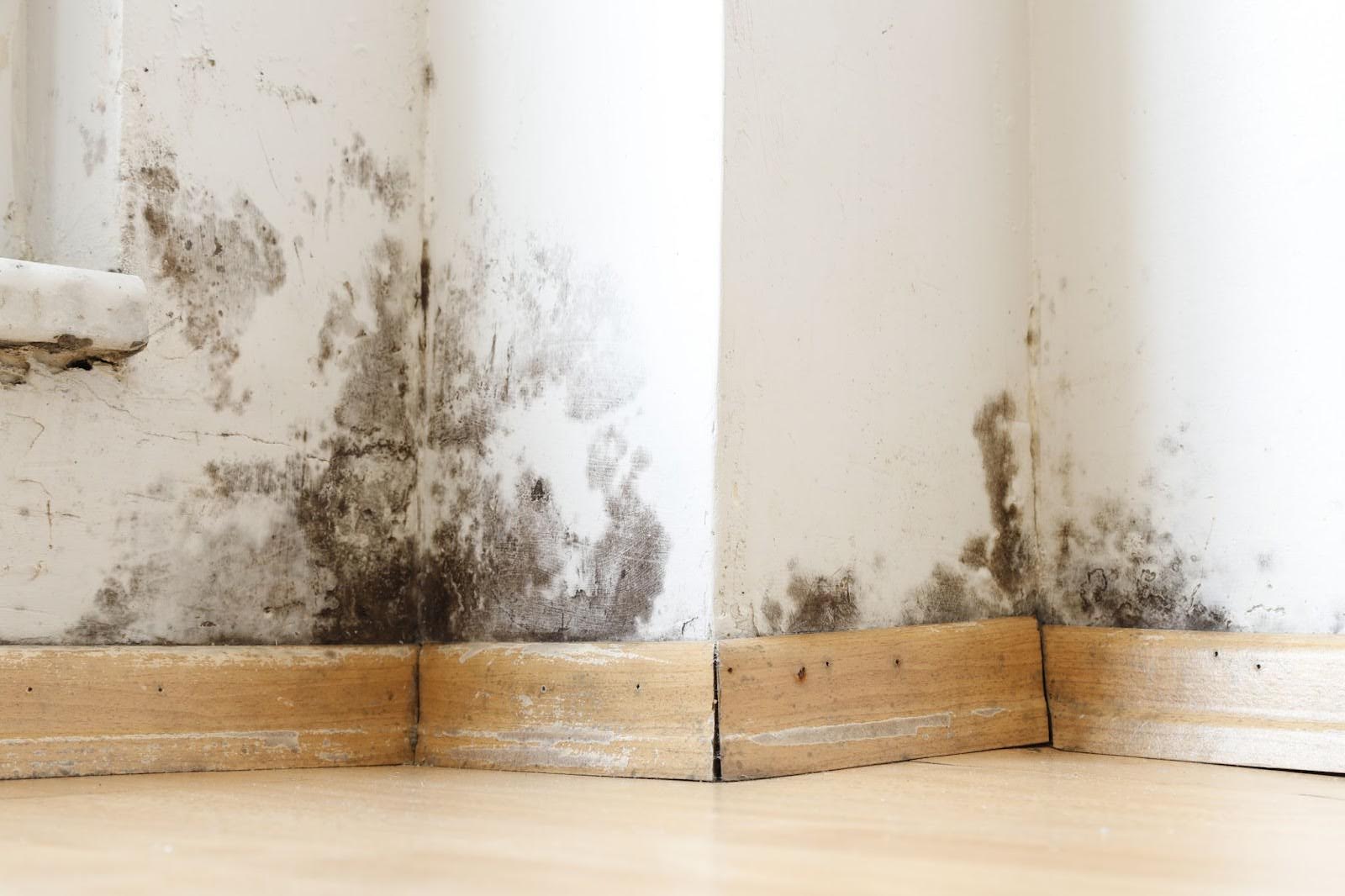 Damp building damaged by black mold and fungus